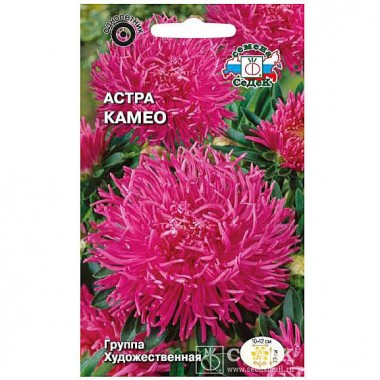 Семена цветов Астра Камео ( художественная темно-розовая) Седек — Городок мастеров