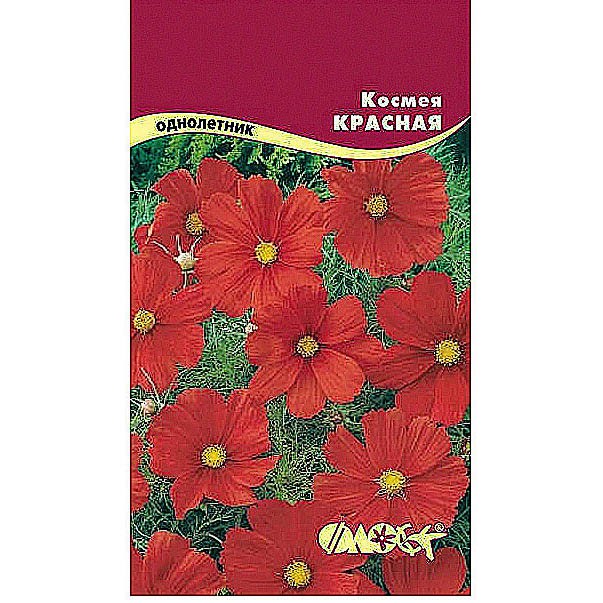 Космея Шоколадная Купить Семена