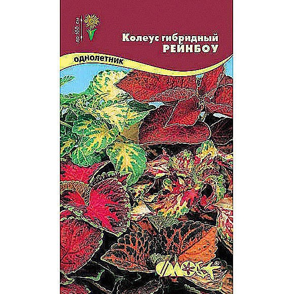 Семена Колеуса Купить В Нижнем Новгороде