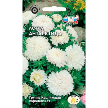 Семена цветов Астра Антарктида (карликовая королевская белая) Седек — Городок мастеров