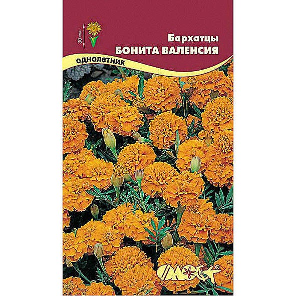 Авито Семена Бархатцев Купить